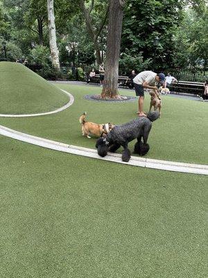 Barkley in Madison Green dog run