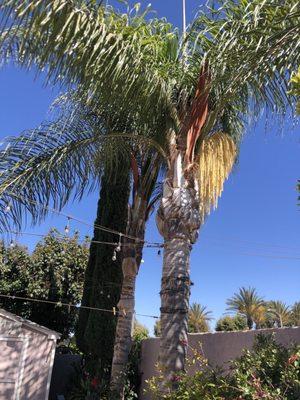 Palms trees before