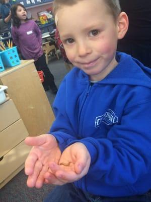 Kindergarteners raise meal worms during their year long Insect Expedition.