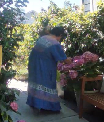 Screen shot of the video of her picking multiple blooms from my hydrangea.