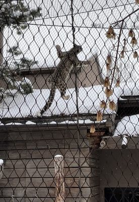 Snow Leopard Exhibit