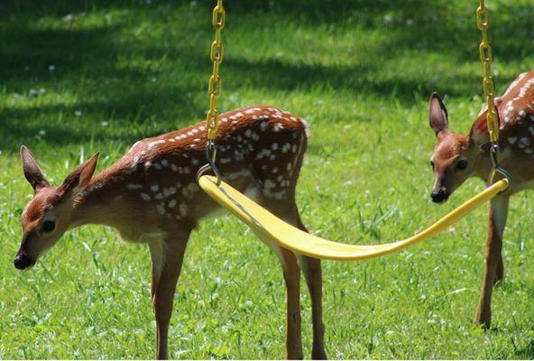 Babies on the playground