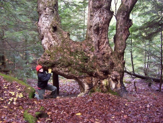 Lots of fun and interesting things to see in the walking trails behind the house.