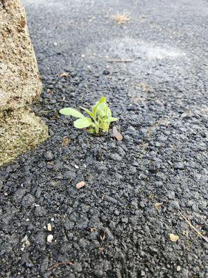 Grass growing through because they did not excavate like they said they would in the contract..