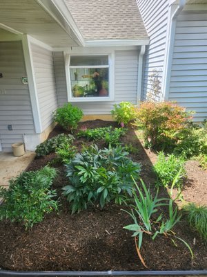 Front garden rehab after roofers destroyed most of the plants