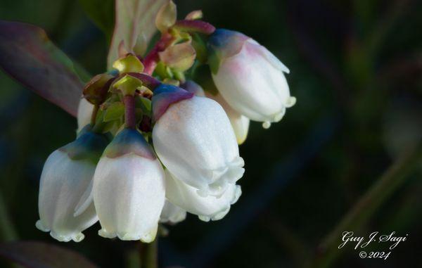 Blueberries in bloom near Raeford North Carolina.