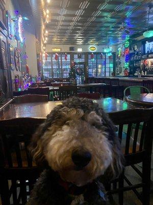 Sydney loves that it is a dog friendly bar