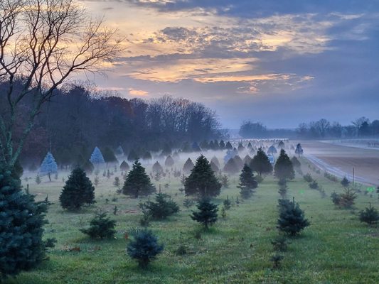 Farm on a Foggy morning.