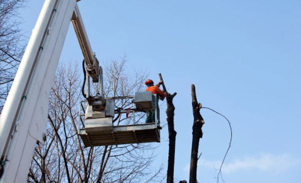 Bert's Tree Service