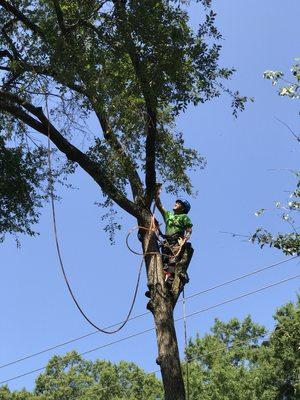 With over 10 years under his belt as a climber here Juan is getting the lines ready to take down some branches