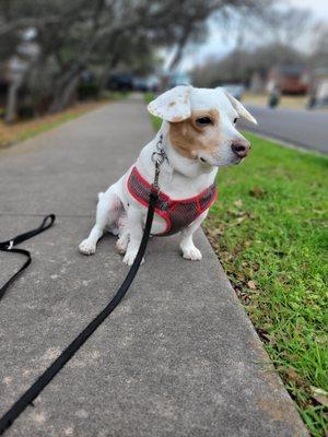 Mr.Henry enjoying his walk while he sits and takes in the brisk Texas weather