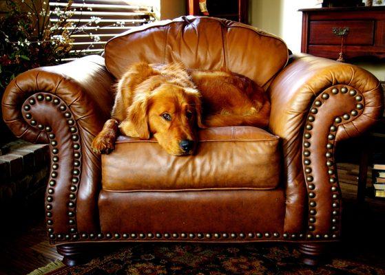 Does your dogs favorite chair have scratches or odors? Cleaning & repair. Mobile service.