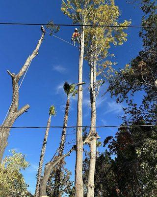 Kelvin’s Arborist Tree Services and Gardening