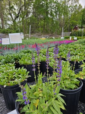 Salvia 'May Night'