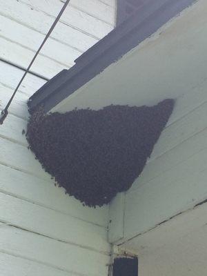 Honey Bee Swarm removal service