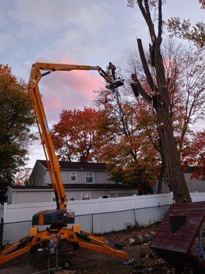 Cut down extra large tree