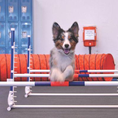 Dog Agility