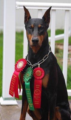 Jax with his two second place ribbons in AKC Open - preferred trained by The Obedience Center