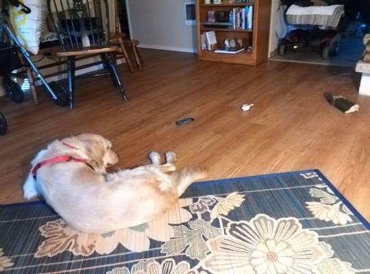 Jackson loving the the hard wood floor. Keeping an eye on back door in case there's something to bark at!