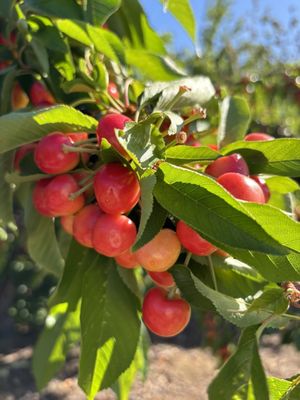 Beautiful Rainer cherries