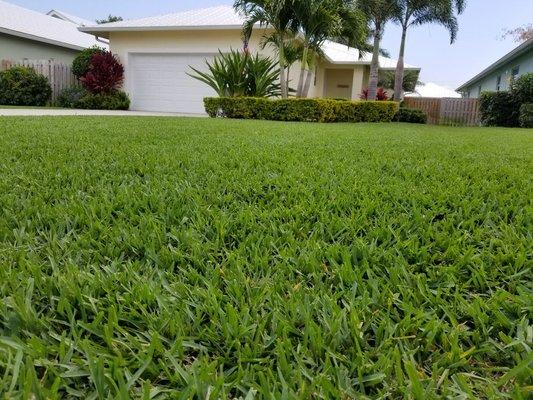 One Healthy Lawn