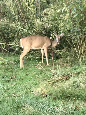 Many dear are on this wilderness property