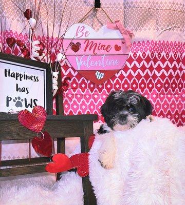 Valentine's Day puppy portrait