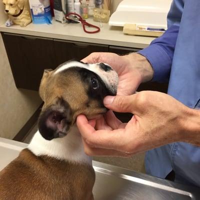 Dr. Wiggins giving Zsa Zsa her first check up.