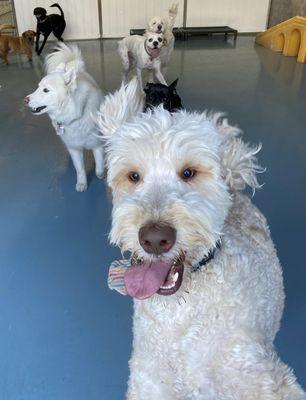 Dave & his friends enjoying our indoor/outdoor pin for some fun days at daycare!