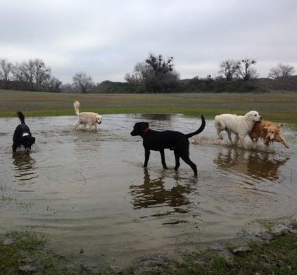 Puddle stomping at the American River after a rain storm