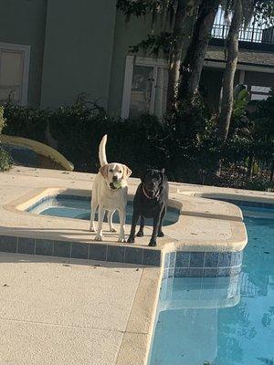 Beach Bark home visit fetch fun!