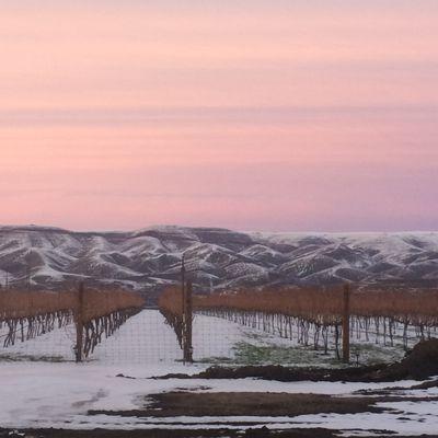 Winter sunset over Umiker Vineyard