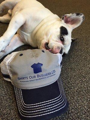 Petey the resident French Bulldog and a custom printed hat