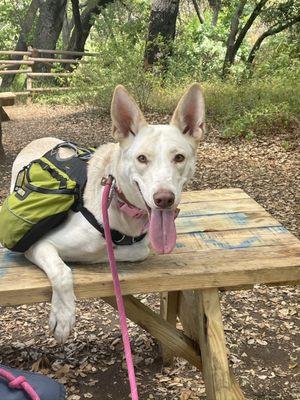 My dog was absolutely spent after the hike to the Grotto!