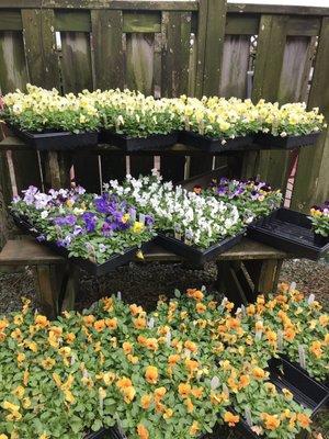 Fresh well displayed violas