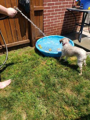 Bella checking out the pool