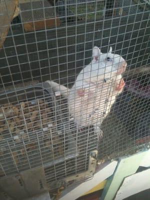 Albino squirrel. Kids think he's so cute