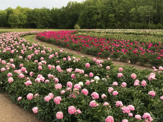 Peony Fields