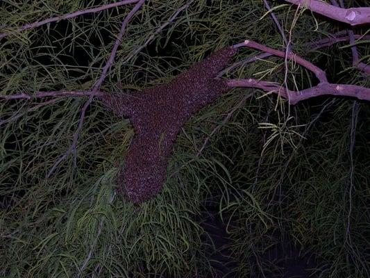 Bee Swarm