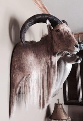 Second Tristate Taxidermy mount. Pic. #1