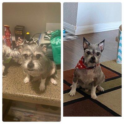 Before and after of Gizmo