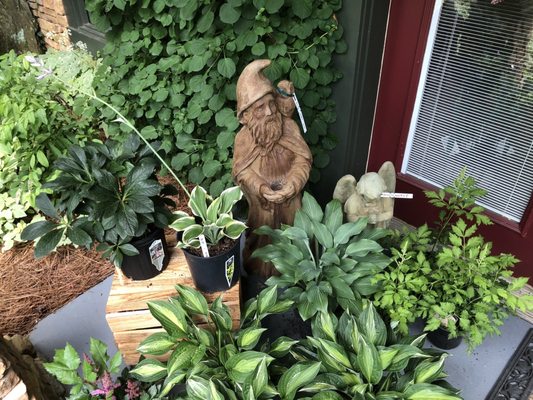 Large variety of hosta and garden gnomes.