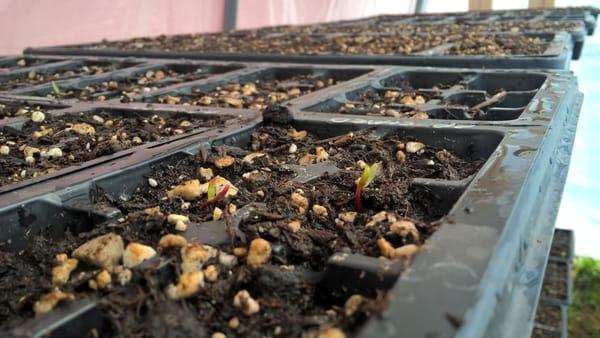 Pink Passion Chard in our greenhouse.