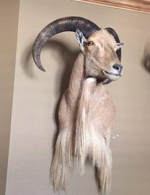 This is the picture of the sheep done by another taxidermy shop. The other shop provided cape. The workmanship is uncomparable.