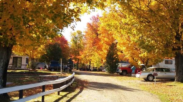 We have breath taking foliage. No need to travel elsewhere.