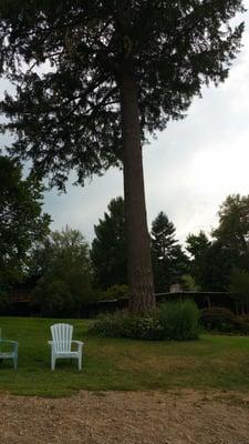 Big trees and nice cabins