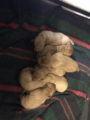 Pups are growing 2 weeks old eyes are now open