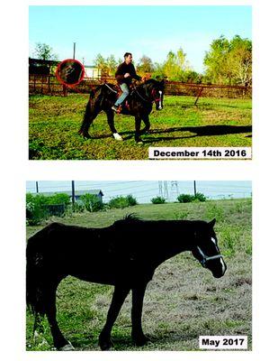 Same horse...but now he is dull coated, underweight, and in poor shape!