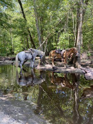 Makin' Tracks Trail Rides