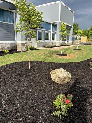 Commercial landscaping Fayetteville, AR. Planting trees, decorative rock and mulch.